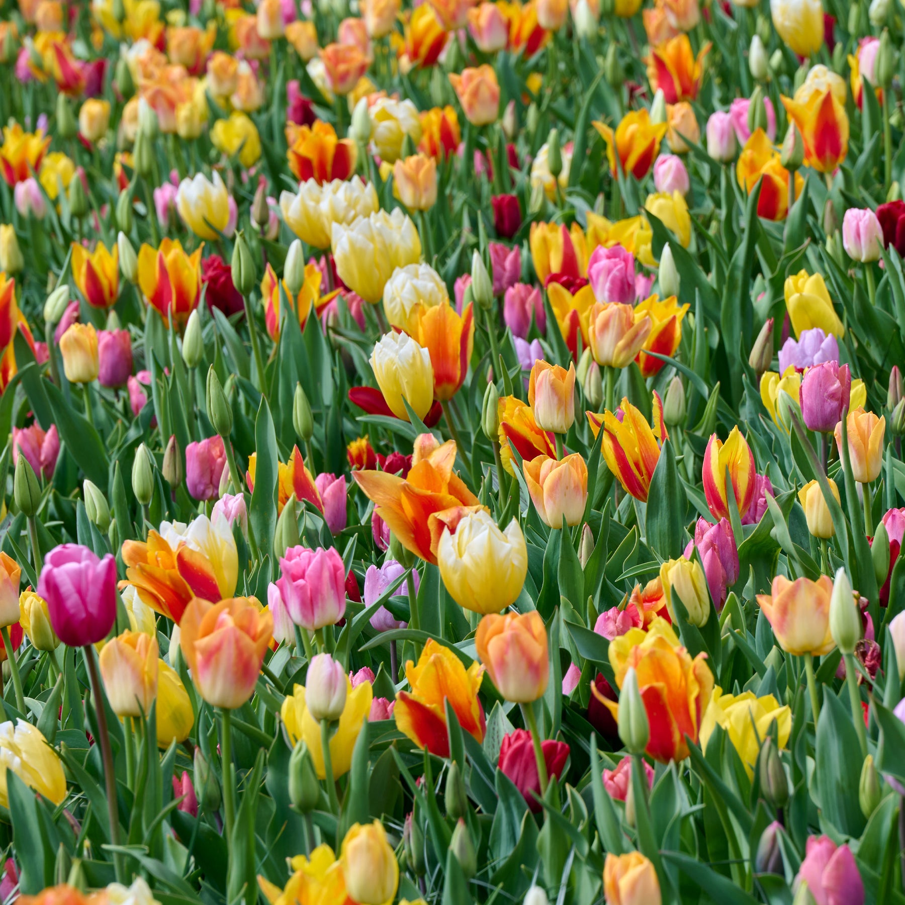 Langstielige Tulpen Mischung (x75) für Beete