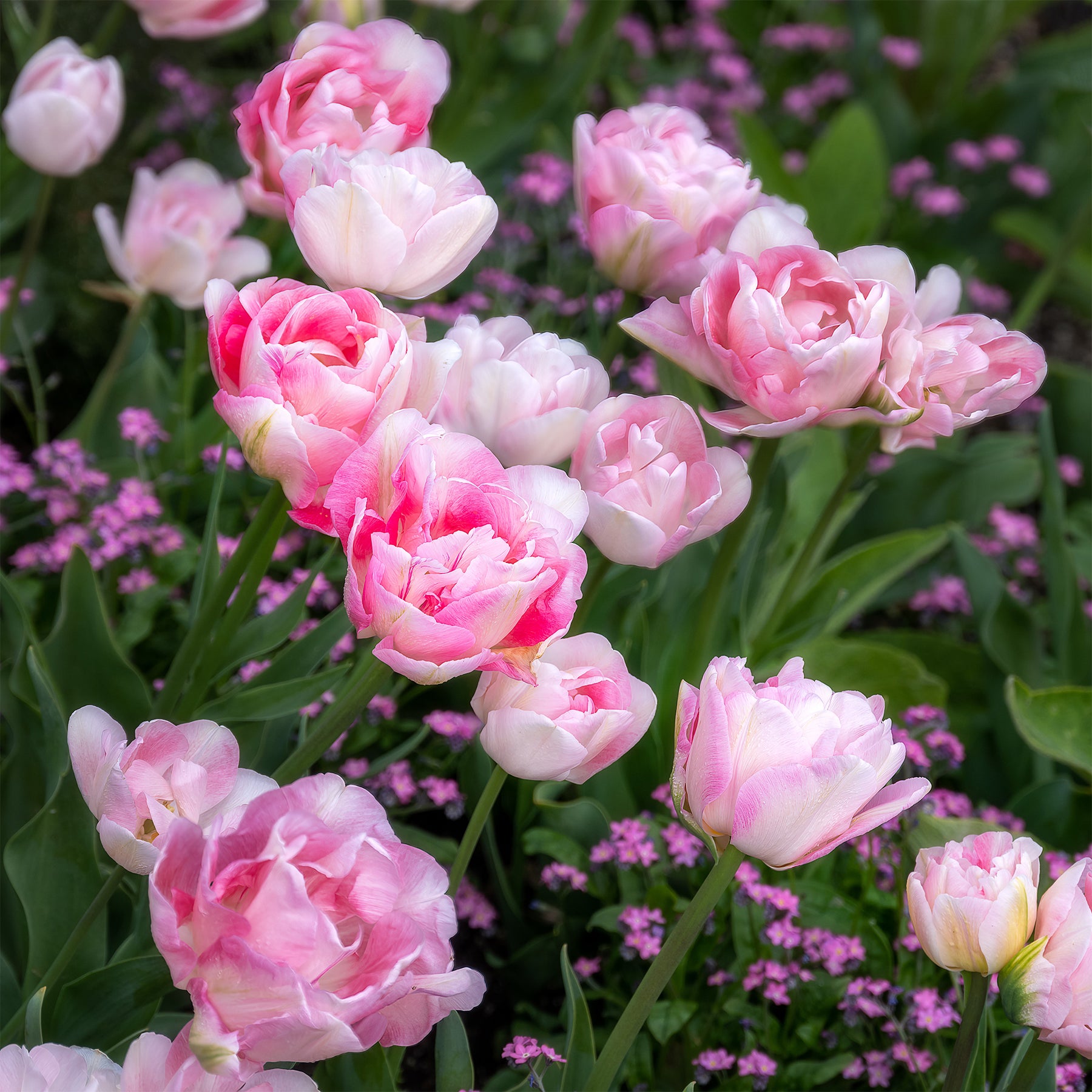 Tulpe Angelique (x10) - Willemse