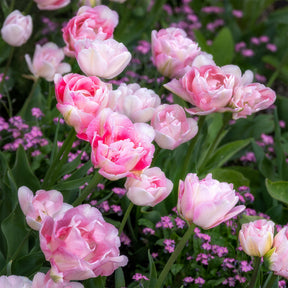 Tulpe Angelique (x10) - Willemse