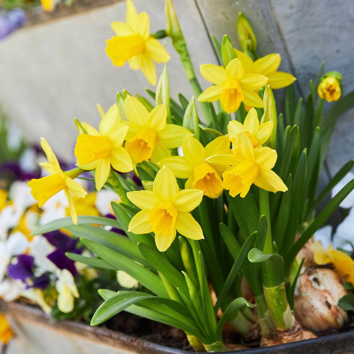 Narzissen 'Tête-à-Tête' (x10)