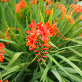 Crocosmia 'Lucifer' rot (x15) - Crocosmia red - Willemse