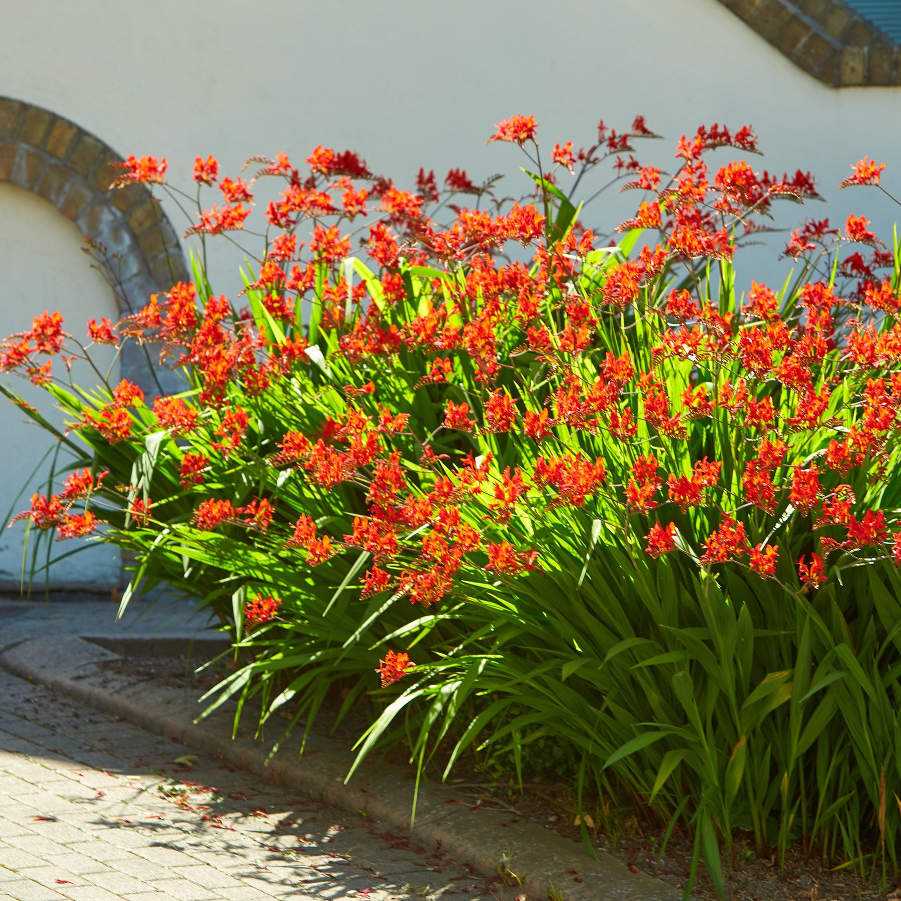 Verkauf Crocosmia 'Lucifer' rot (x15)