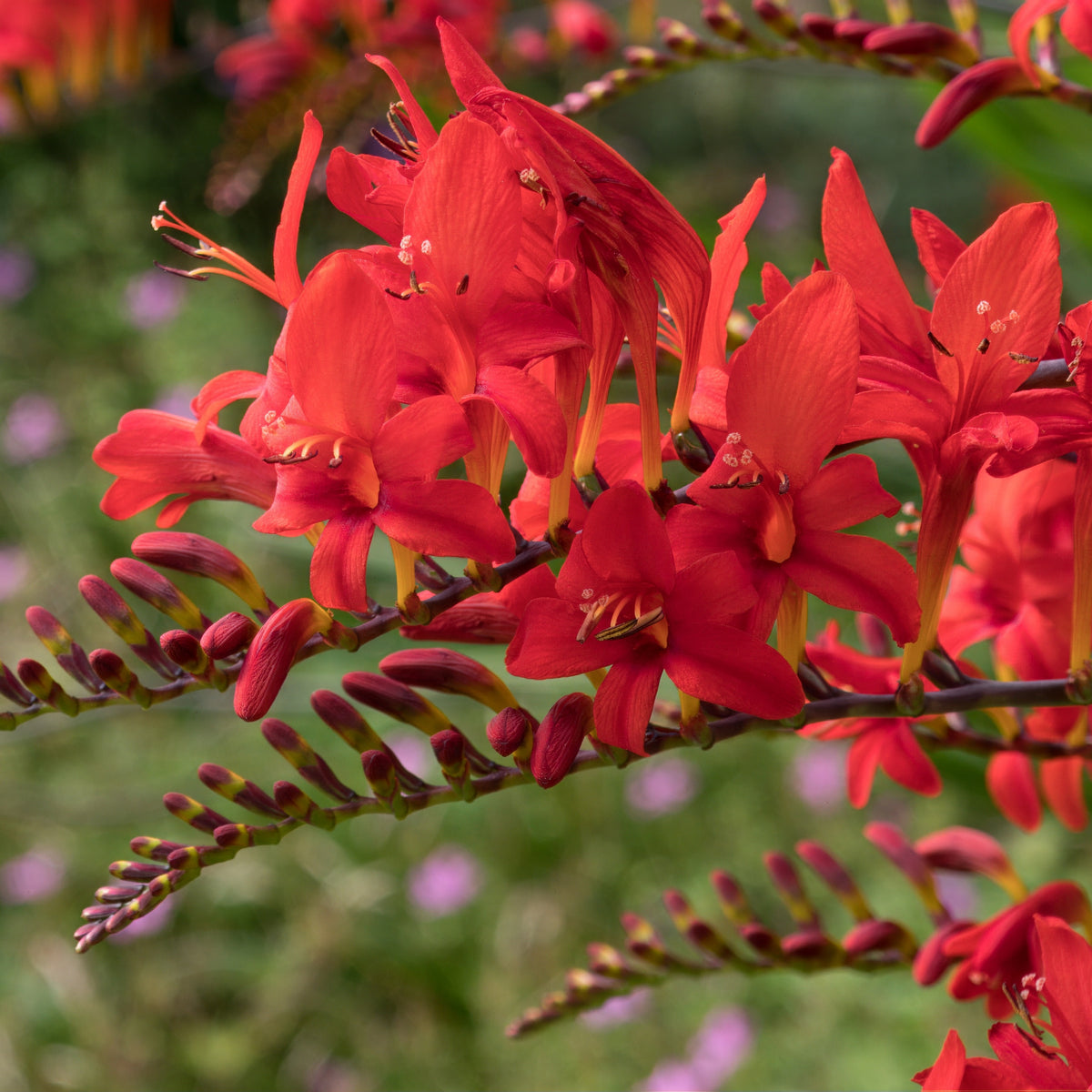Crocosmia - Montbretie - Crocosmia 'Lucifer' rot (x15) - Crocosmia red