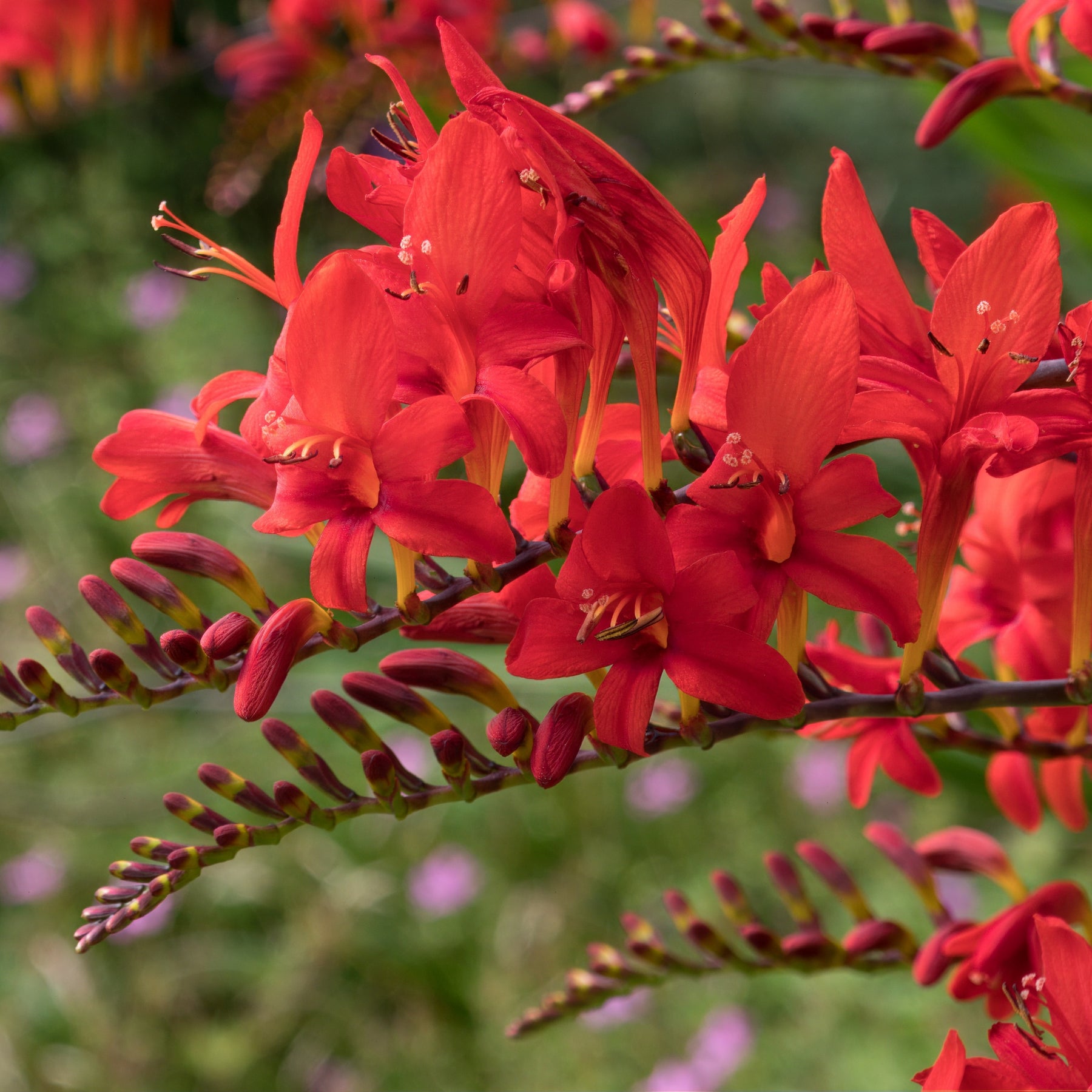 Crocosmia - Montbretie - Crocosmia 'Lucifer' rot (x15) - Crocosmia red
