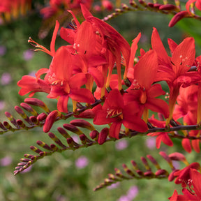 Crocosmia - Montbretie - Crocosmia 'Lucifer' rot (x15) - Crocosmia red