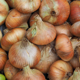 Zwiebel 'Stuttgarter Riesen' - Willemse