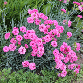 Feder-Nelke 'Fortuna' (x2) - Dianthus plumarius roseus - Willemse