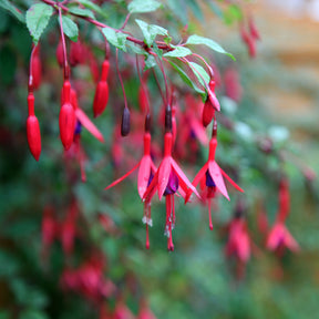 Fuchsien - Winterharte Fuchsien Mischung (x6) - Fuchsia Mme Cornelissen,  Brilliant