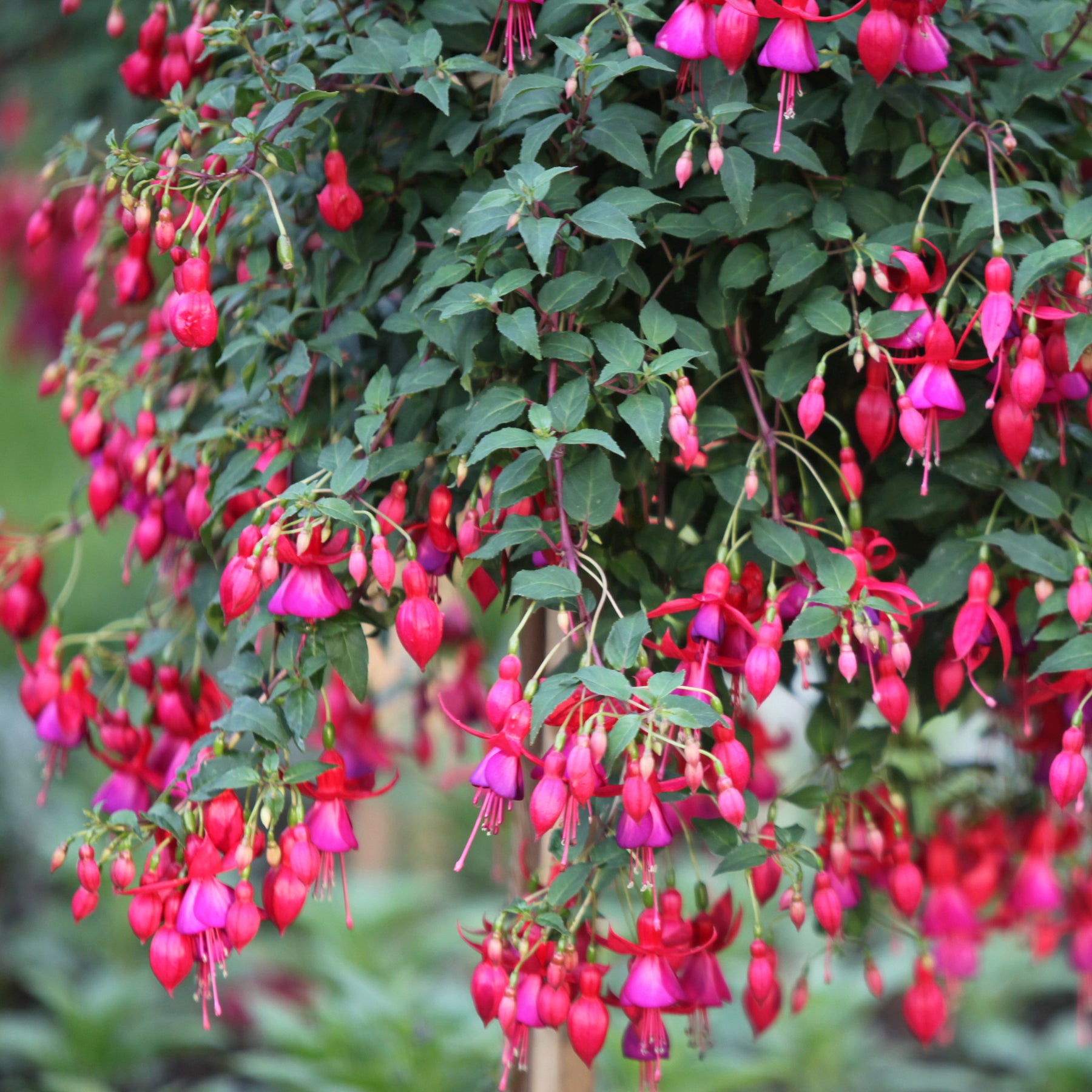 Verkauf Winterharte Fuchsien Mischung (x6) - Fuchsia Mme Cornelissen,  Brilliant