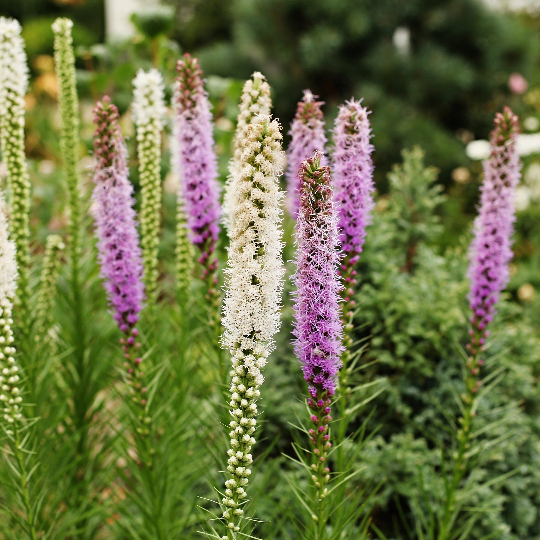 Delphinium, Phlox, Liatris, Gypsophila, Rudbeckia, Physostegia, Astilbe, Achillea - Massiv mit 50 sortierten Stauden - Fläche ca. 6 m2 - Paket für blühende Beete