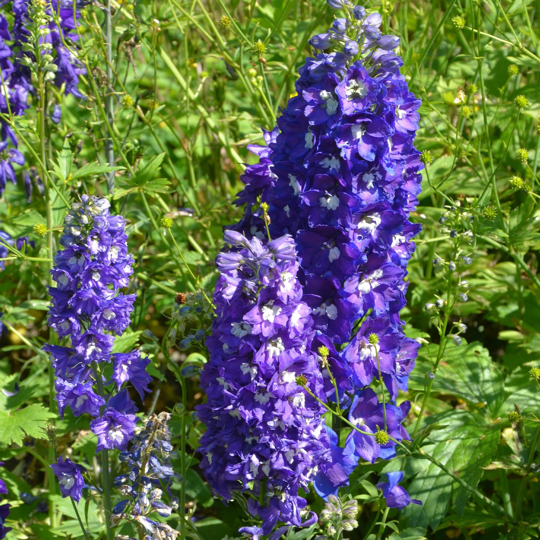 Paket für blühende Beete - Massiv mit 50 sortierten Stauden - Fläche ca. 6 m2 - Delphinium, Phlox, Liatris, Gypsophila, Rudbeckia, Physostegia, Astilbe, Achillea