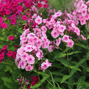 Verkauf Massiv mit 50 sortierten Stauden - Fläche ca. 6 m2 - Paket für blühende Beete