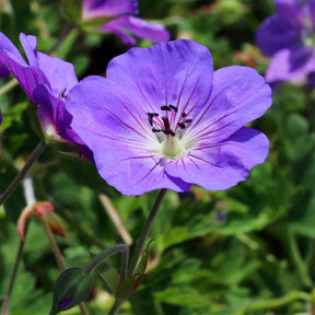 Verkauf Himalaya-Storchschnabel - Geranium himalayense