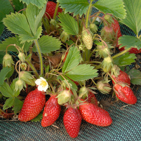Erdbeere Gariguette - Fragaria x ananassa Gariguette - Willemse