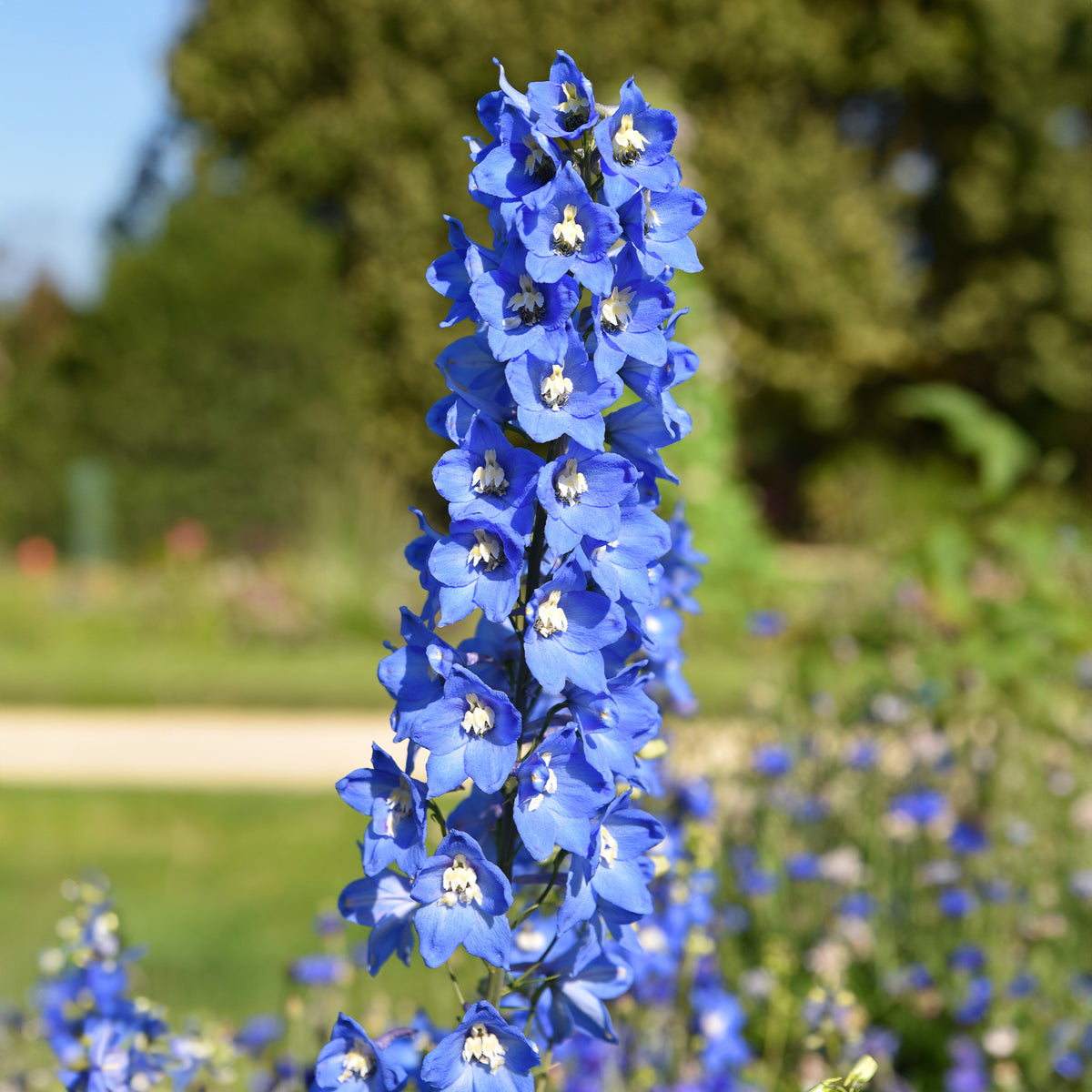 Rittersporn Ciel Bleu (x5) - Delphinium ciel bleu - Willemse
