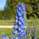 Rittersporn ‘Ciel Bleu’ (x5) - Delphinium ciel bleu - Willemse