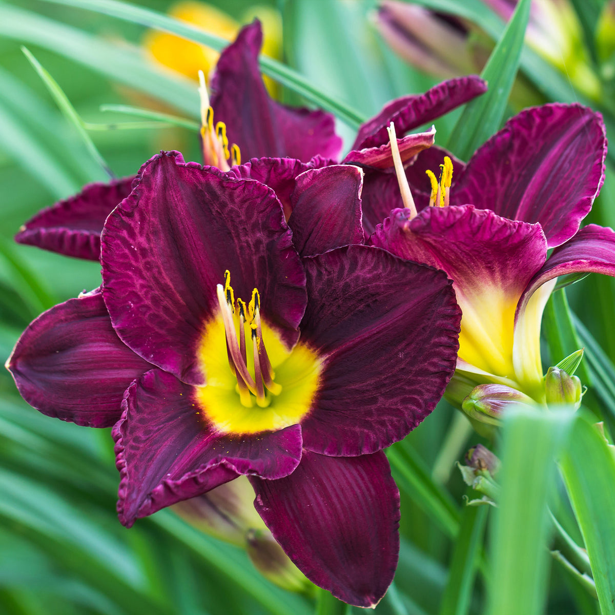 Taglilien Mischung (x5) - Hemerocallis - Willemse
