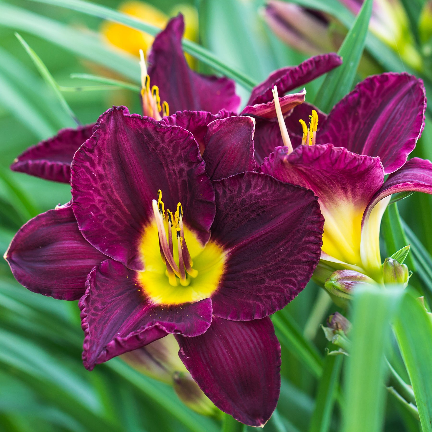 Taglilien Mischung (x5) - Hemerocallis - Willemse