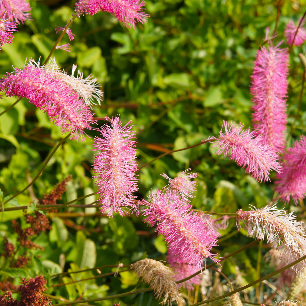 Japanischer Wiesenknopf (x3) - Sanguisorba obtusa - Willemse