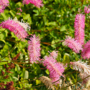 Wiesenknopf - Pimpernellen- & Ehrenpreis-Kollektion (x5) - Sanguisorba obtusa, Veronicastrum virginicum Cupid