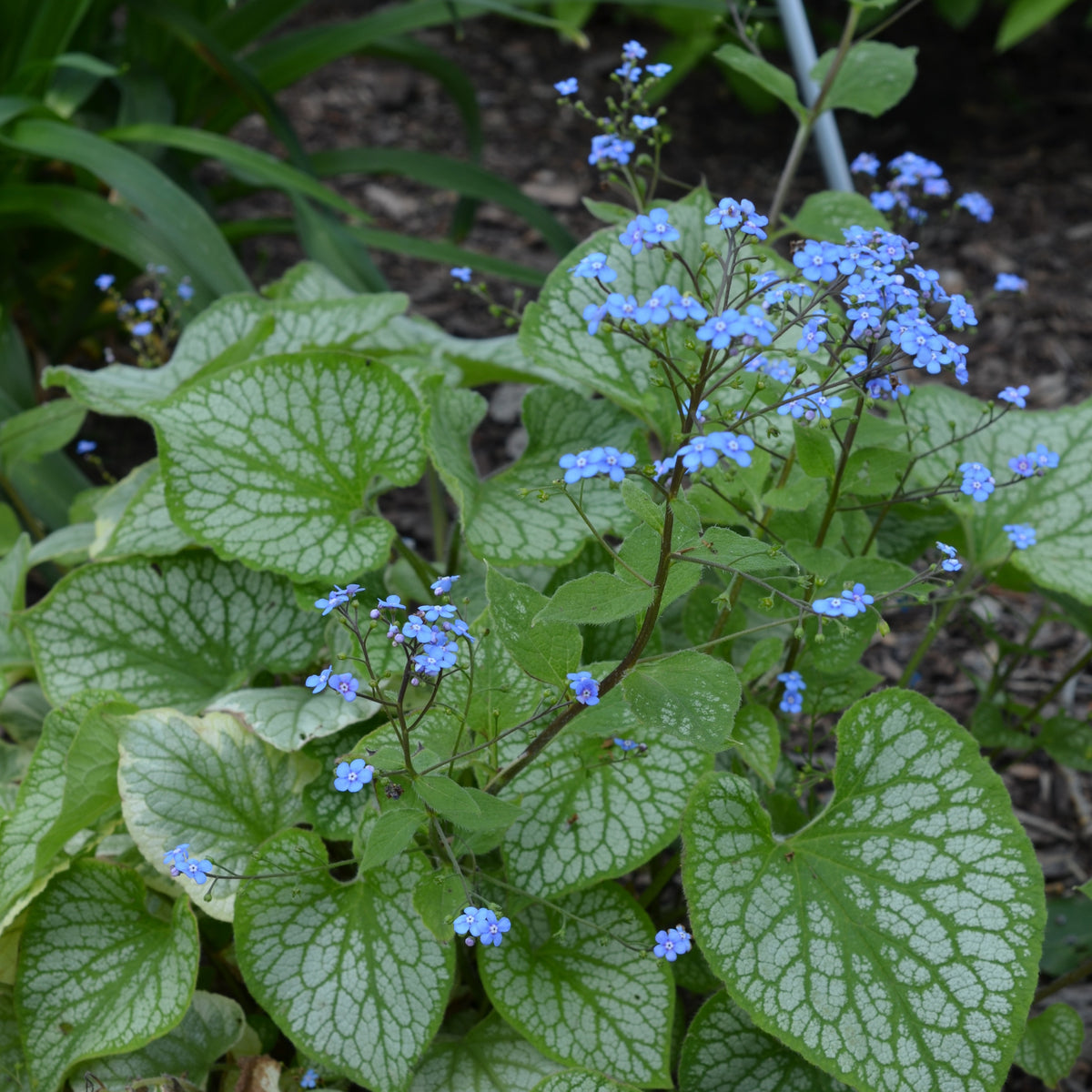 Brunnera macrophylla Emerald Mist ® - Kaukasisches Vergissmeinnicht Emerald Mist ® - Blühende Stauden