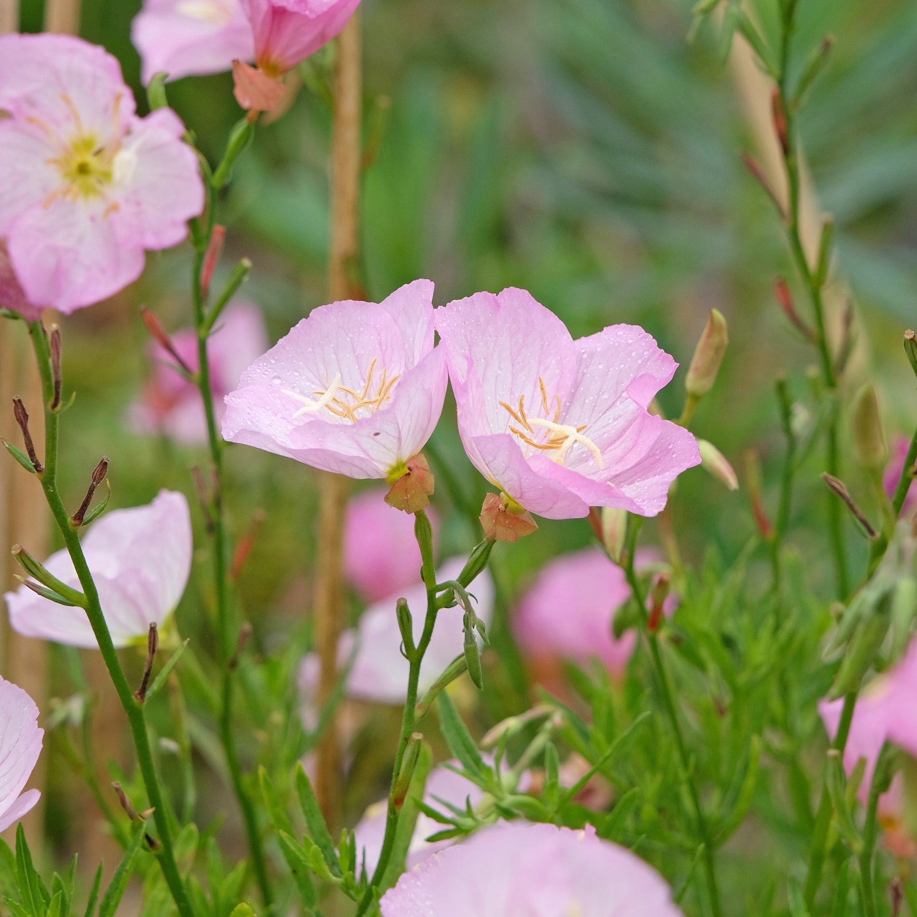 Nachtkerze 'Siskiyou Pink' (x2) - Oenothera speciosa Siskiyou Pink - Willemse