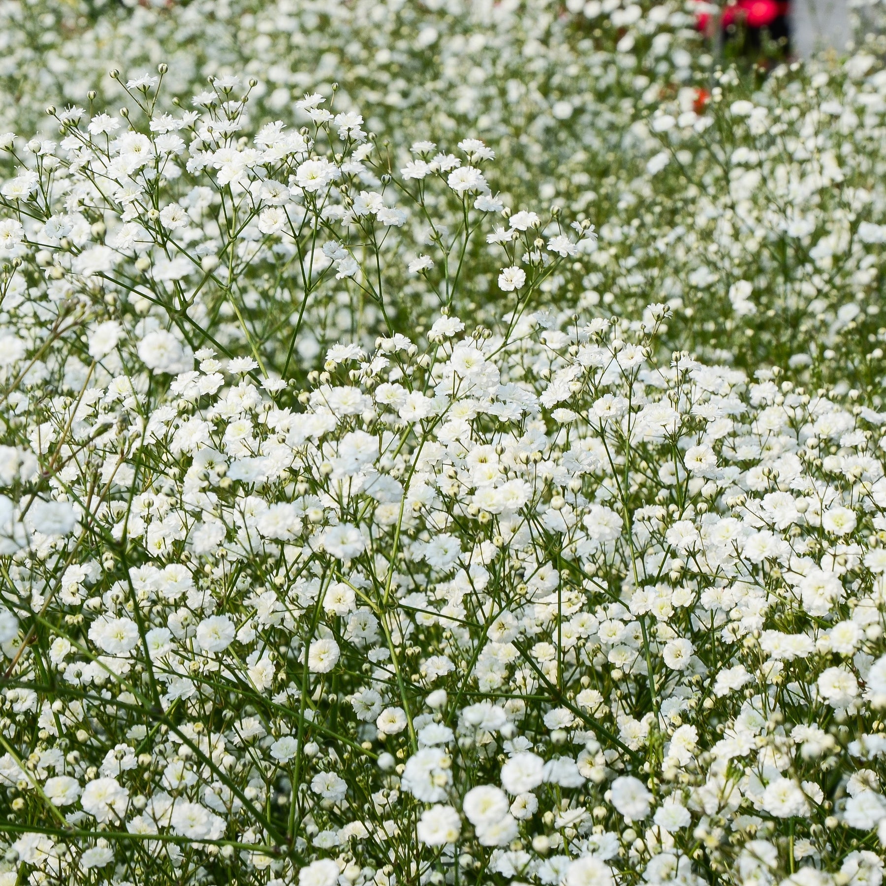 Gypsophila paniculata - Rispiges Gipskraut (x3) - Gypsophila