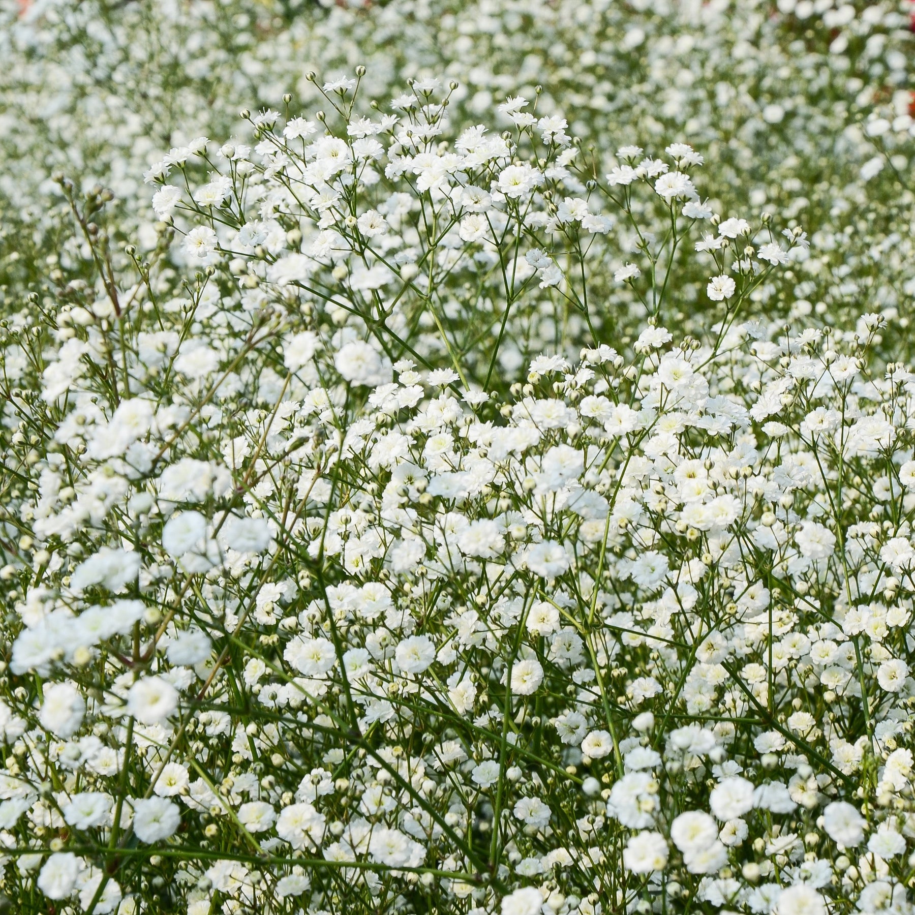 Stauden-Kollektion für naturnahe Beete (x11) - Blühende Stauden - Willemse