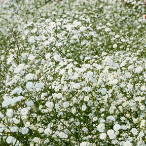 Stauden-Kollektion für naturnahe Beete (x11) - Blühende Stauden - Willemse