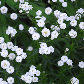 Schafgarbe - Schafgarbe The Pearl - Achillea ptarmica The Pearl