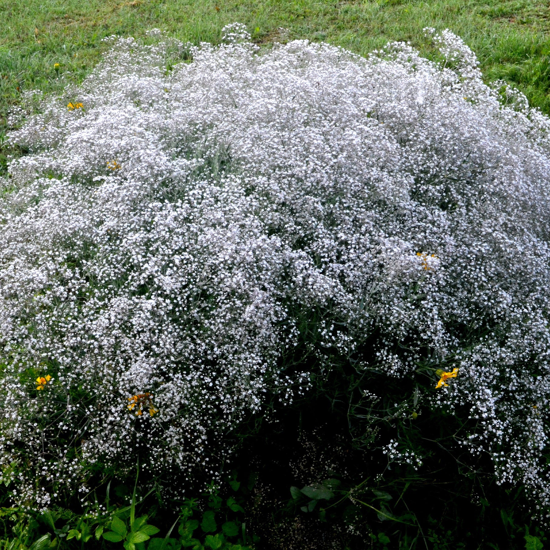 Rispiges Gipskraut (x3) - Gypsophila paniculata - Willemse