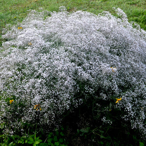 Rispiges Gipskraut (x3) - Gypsophila paniculata - Willemse