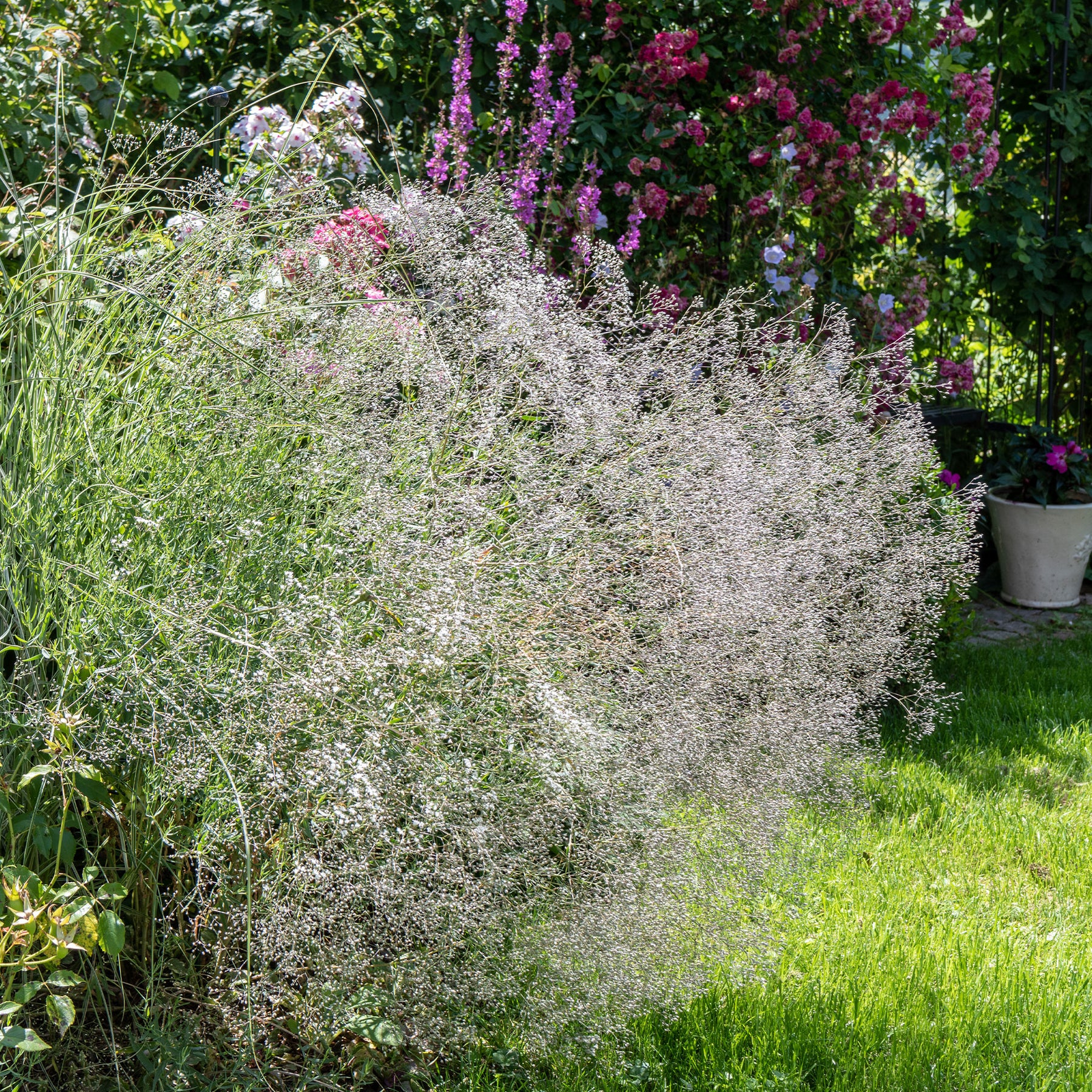 Verkauf Rispiges Gipskraut (x3) - Gypsophila paniculata