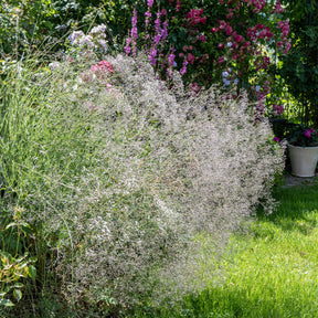 Verkauf Rispiges Gipskraut (x3) - Gypsophila paniculata