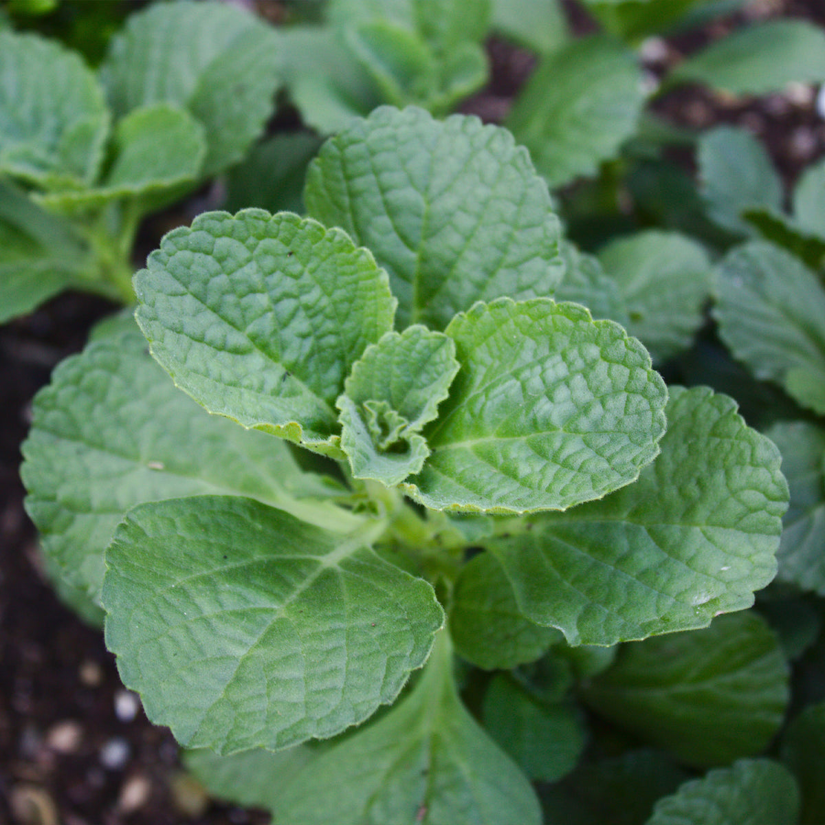 Coleus canina - Verpiss-dich-Pflanze (x3) - Terrasse und Balkon