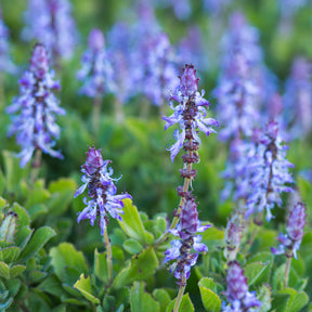 Verpiss-dich-Pflanze (x3) - Willemse