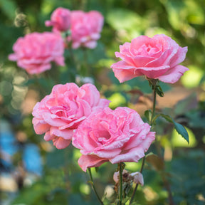 Rose Queen Elisabeth - Rosa Queen Elisabeth - Willemse