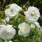 Strauchrose Helga - Rosa helga - Willemse