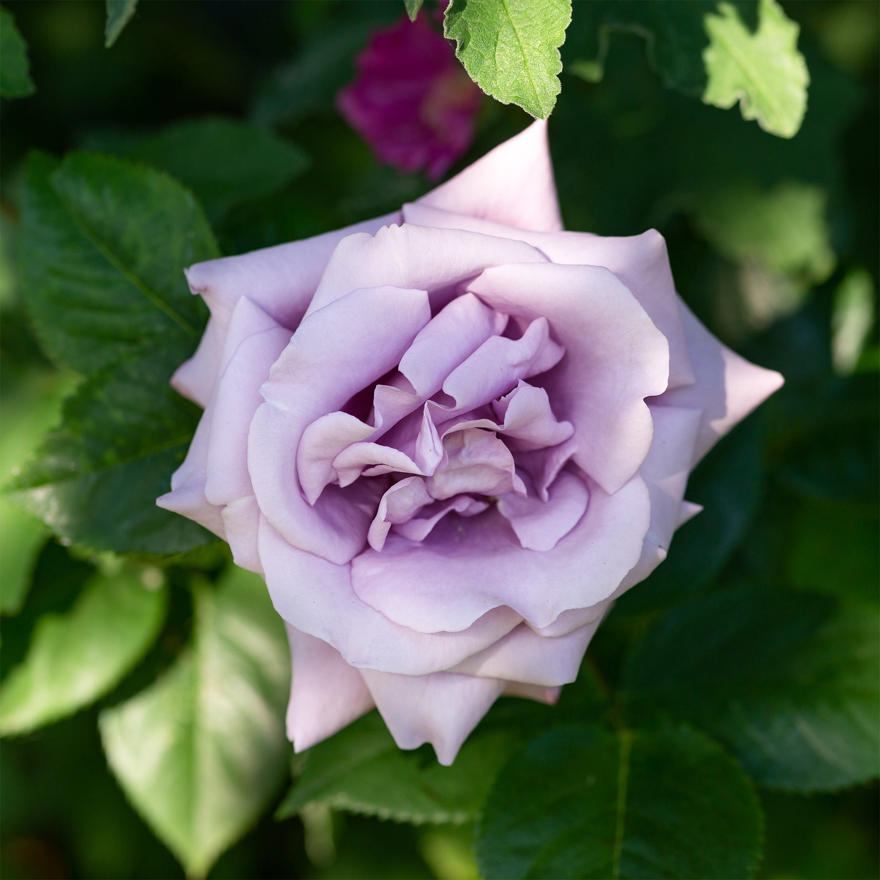 Kletterrose Indigoletta - Rosa indigoletta - Willemse