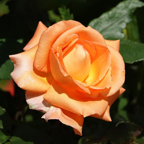 Kletterrose Metanoia - Rosa metanoia - Willemse