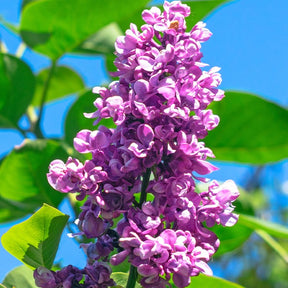 Verkauf Doppelter roter Flieder - Syringa vulgaris Charles Joly