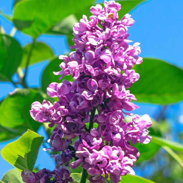Verkauf Doppelter roter Flieder - Syringa vulgaris Charles Joly