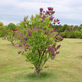 Doppelter roter Flieder - Syringa vulgaris Charles Joly - Willemse