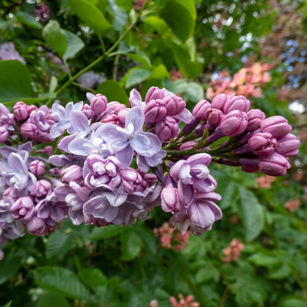 Doppelter bläulicher Flieder - Syringa vulgaris Katherine Havemeyer - Willemse