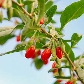 Gojibeere - Willemse