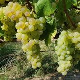Weinrebe ‘Chasselas de Fontainebleau’ - Vitis vinifera chasselas de fontainebleau - Willemse