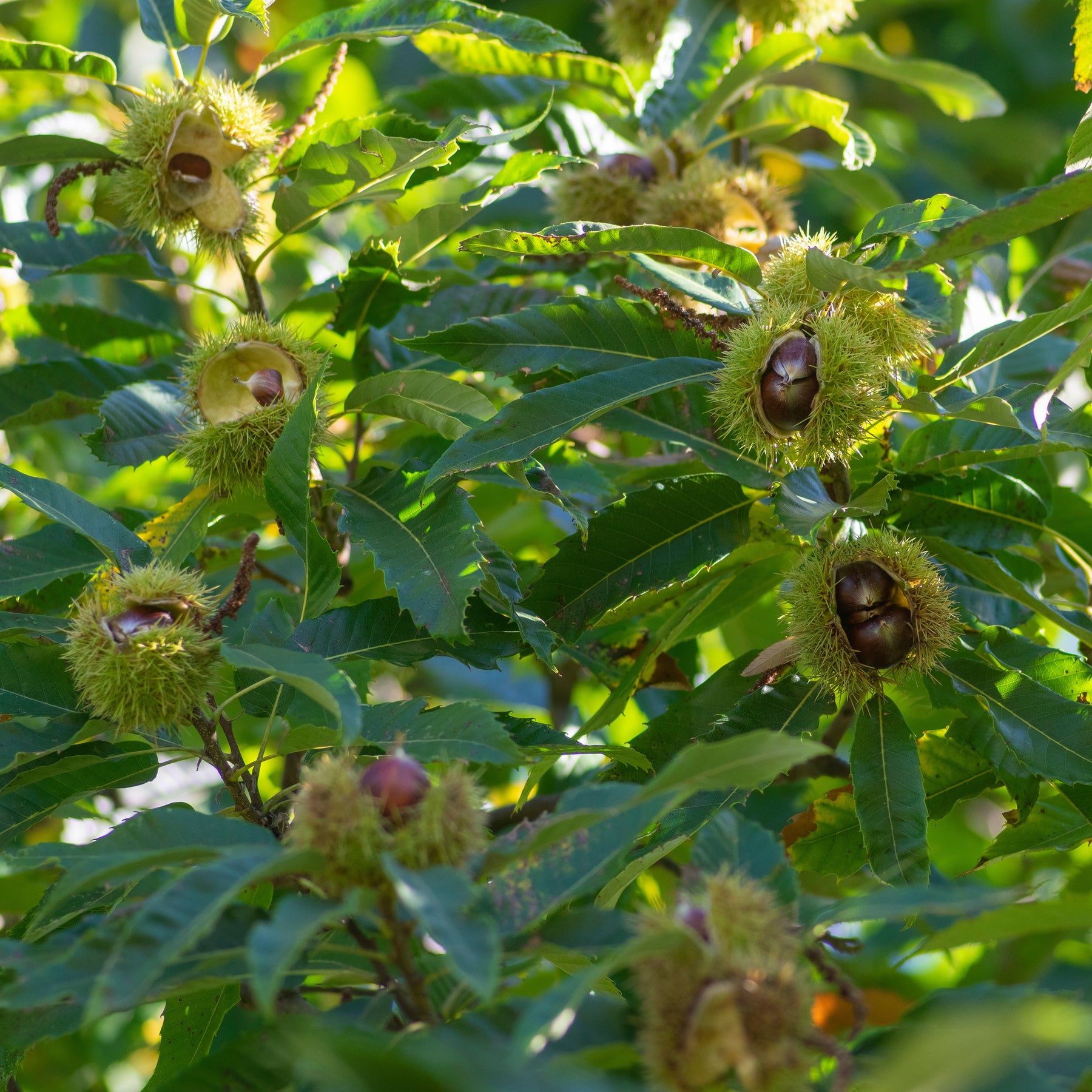 Edelkastanie - Castanea sativa - Willemse