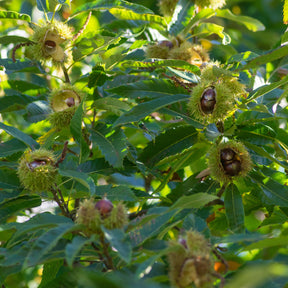 Edelkastanie - Castanea sativa - Willemse