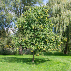 Castanea sativa - Edelkastanie - Kastanie