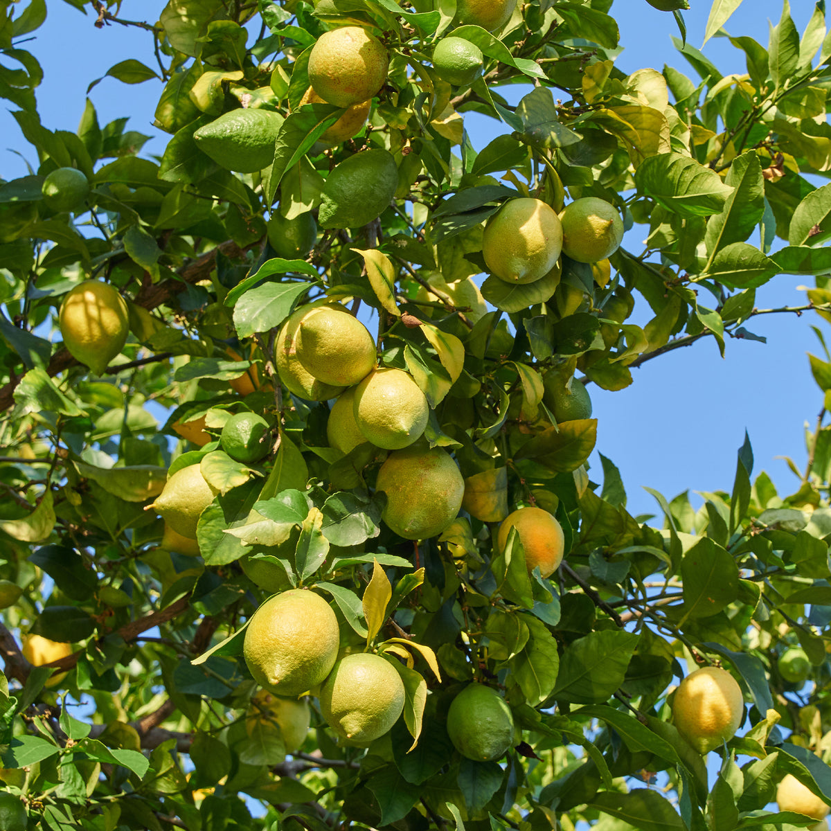 Zitronenbäume - Zitronen-Bäumchen 'Vulcan' - Citrus limon vulcan